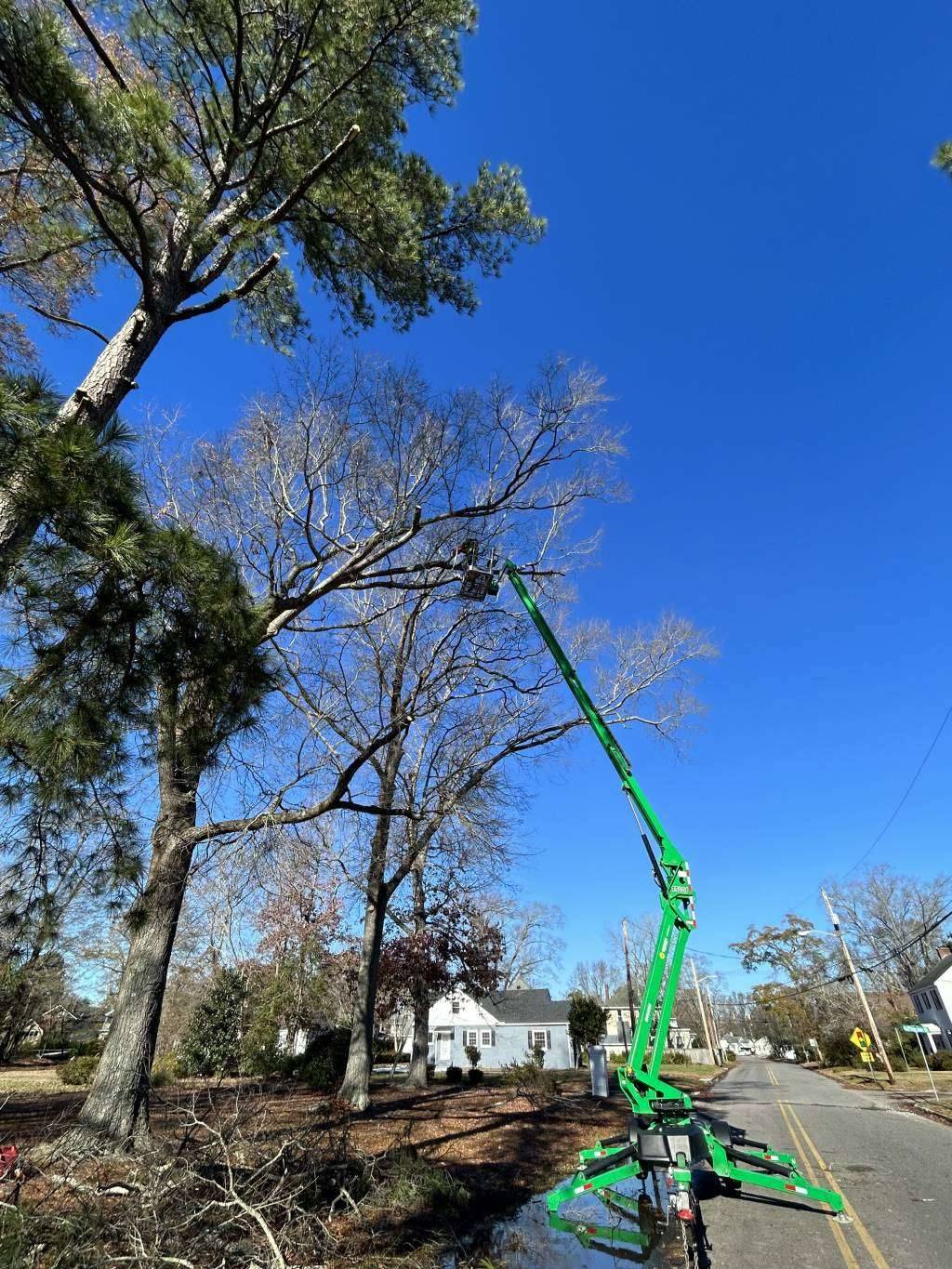 best tree services in north carolina